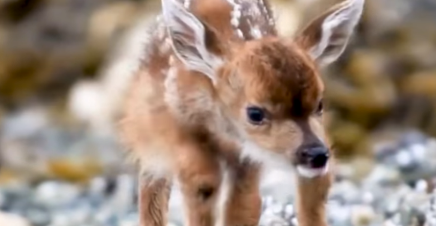 Zbunjene bebe životinje tek otkrivaju svijet i to izgleda preslatko