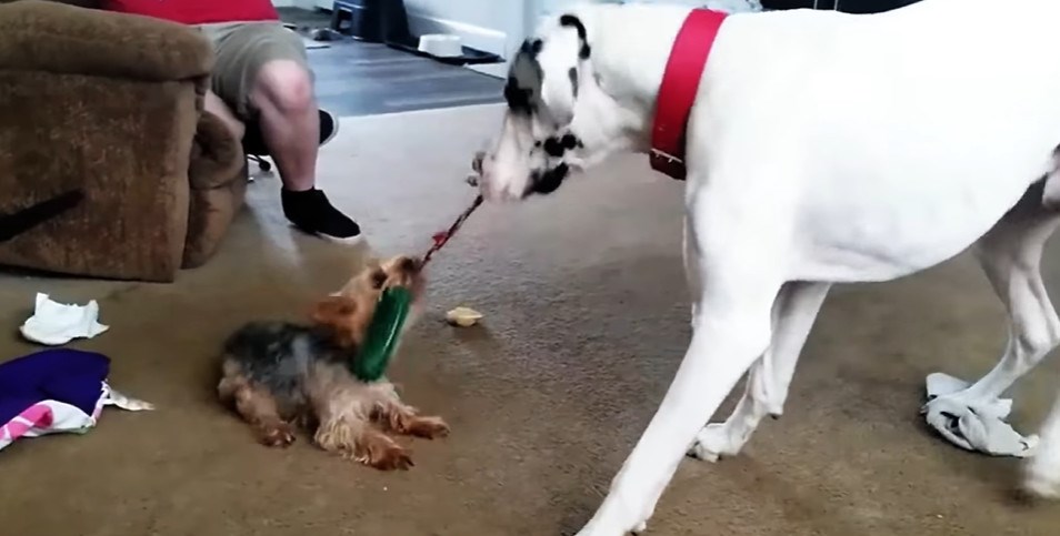 Psić pokušao ukrasti igračku ogromnoj dogi pa mu ova pokazala tko je glavni