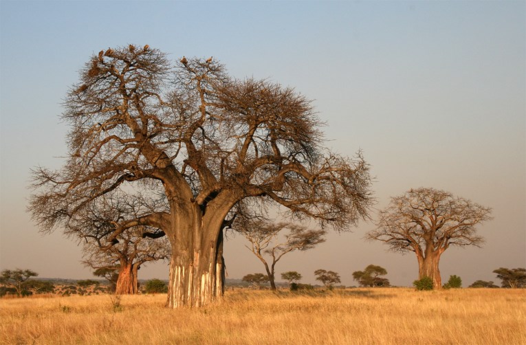 Divovski baobabi stari tisuće godina naglo počeli izumirati. Zašto?