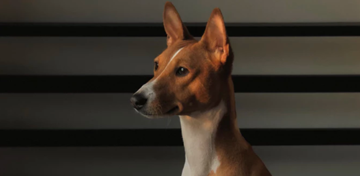 Basenji, afrički pas koji ima osobine mačke oduševit će vas svojom posebnošću