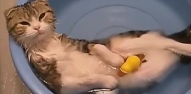 Je li mačkama potrebno kupanje?