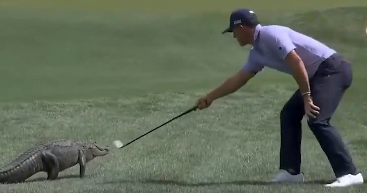 VIDEO Golfer palicom otjerao aligatora i otpratio ga do jezera