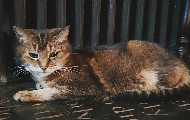 Mačka 12 godina živjela u crkvi i postala simbol zajednice: "Upoznala je i kraljicu"