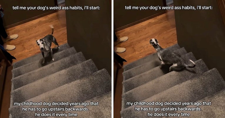 Pas koji se boji stepenica smislio je neobičan način kako se penjati po njima