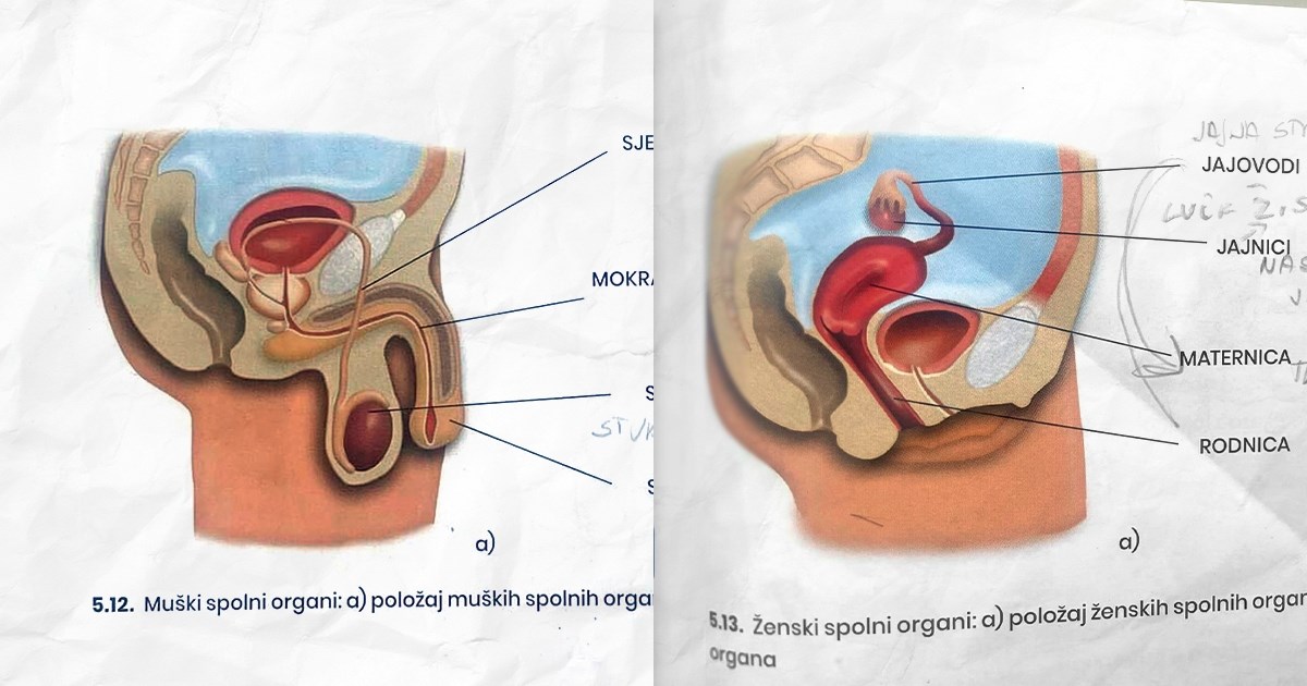 Ovo je udžbenik za 6. razred. Pogledajte kako je prikazan muški, a kako ženski organ