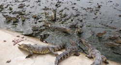 75 krokodila pobjeglo s poplavljene farme u Kini, slobodno lutaju gradom
