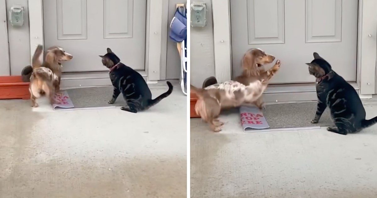 Jazavčarka je odrasla uz mačku i sada je oponaša u svemu, uključujući i u igri