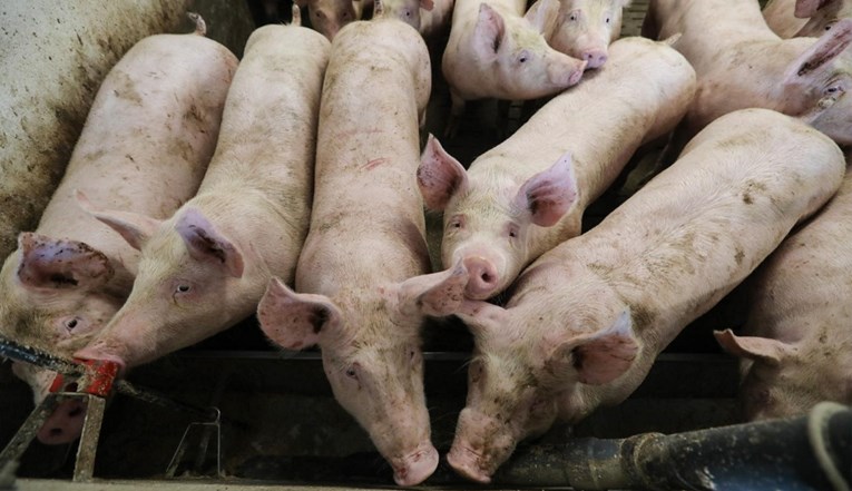 U Sloveniji se sumnja na pojavu afričke svinjske kuge