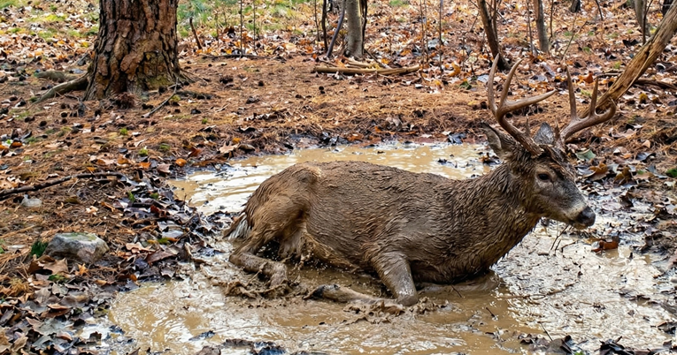 VIDEO Jelen na Velebitu uživao u blatnoj kupki, pogledajte kako se brčka