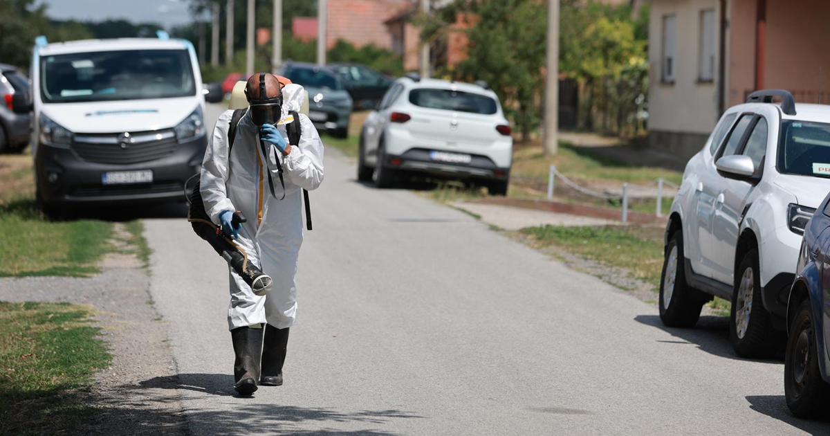 Afrička svinjska kuga ušla na farmu Belja s tisućama svinja