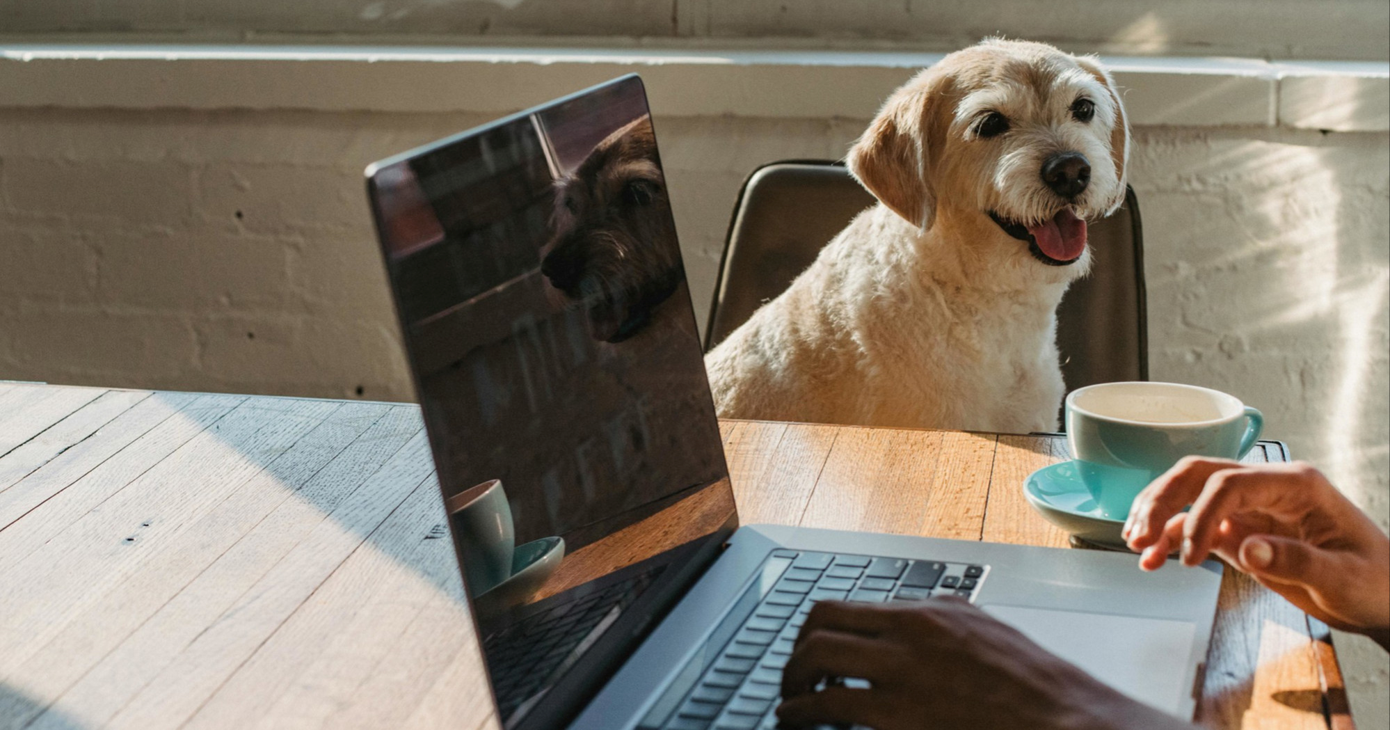 Sedam znakova koji pokazuju da vam je pas odan