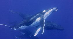 Prvi put snimljen seksualni odnos grbavih kitova. Oba su bila mužjaci