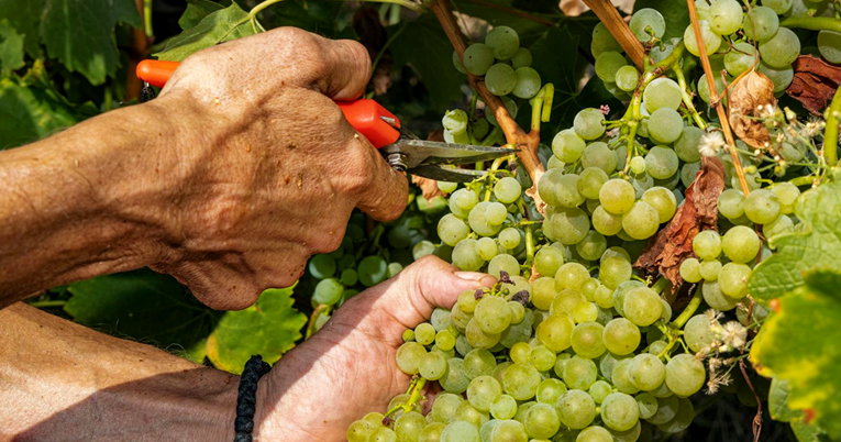 Vinari u središnjoj bregovitoj Hrvatskoj očekuju najbolju berbu u desetljeću