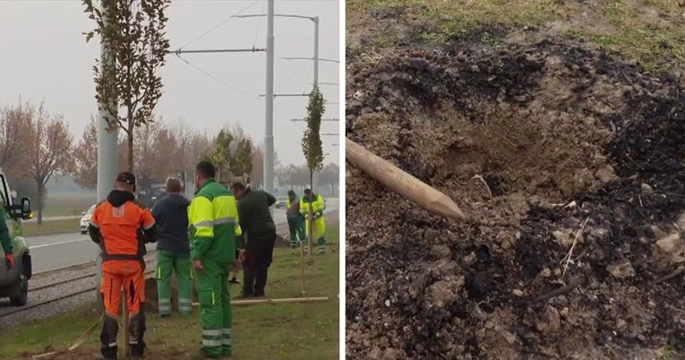 U Osijeku ukradena tek posađena stabla. "Jedno košta i do 400 eura"