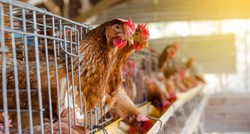 Rekordna epidemija ptičje gripe u Britaniji i EU: Usmrćeno 48 milijuna ptica i peradi