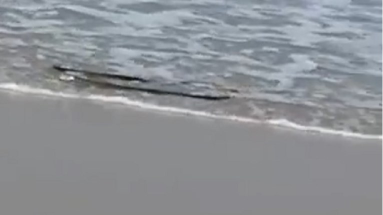 Kupači se prestravili kad su vidjeli što je doplivalo na plažu