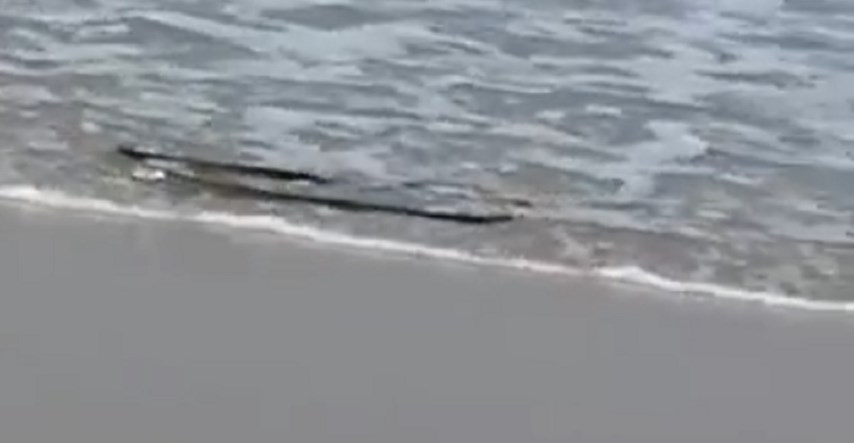 Kupači se prestravili kad su vidjeli što je doplivalo na plažu