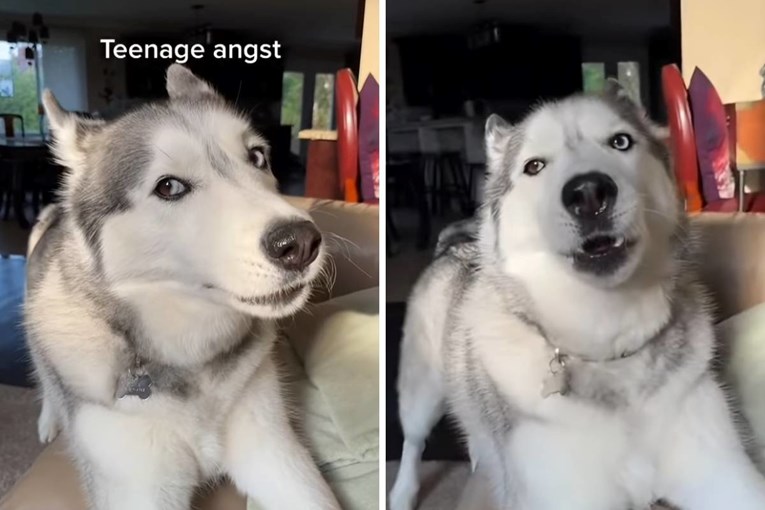 Haskica se ponaša kao djeca u tinejdžerskim danima. Osvojila je internet 😅