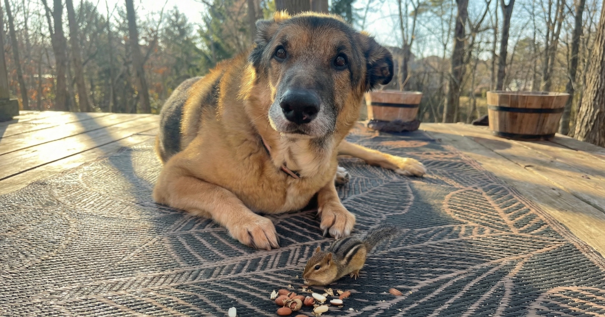 Vjeverica krade psu kikirike pred njuškom, njegova reakcija iznenadila mnoge