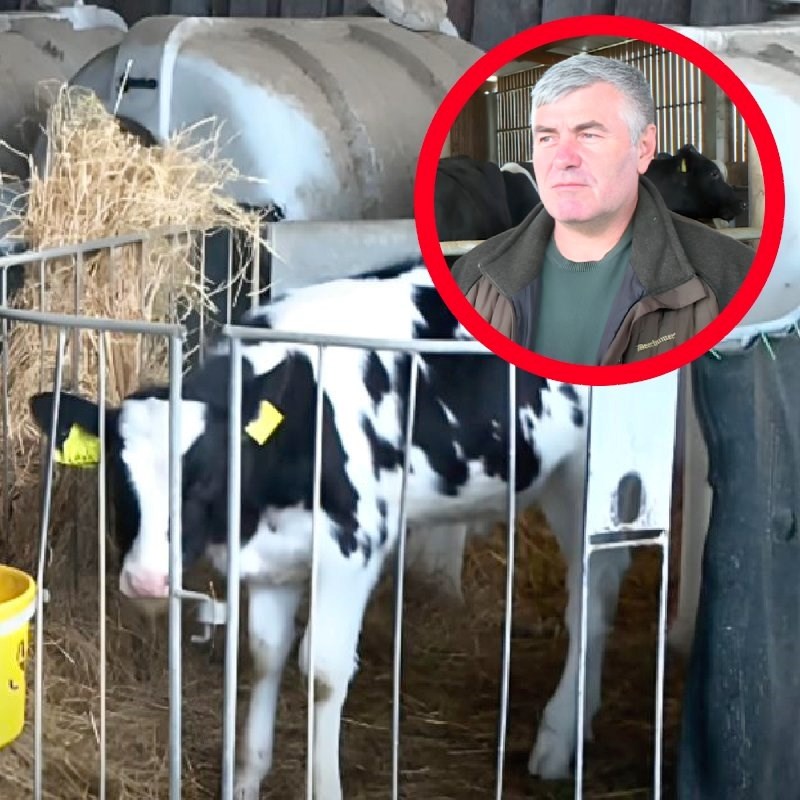 U mlijeku domaćih proizvođača povišena razina aflatoksina. "Bacili smo 12.000 litara"