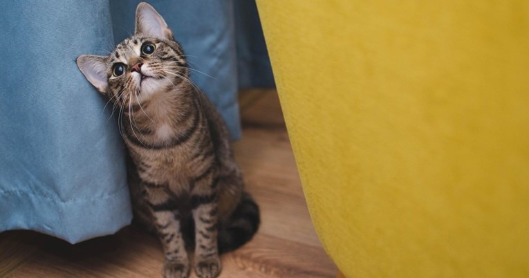 Zašto nas mačke gledaju dok spavamo? Zanimljiva navika koja zbunjuju vlasnike