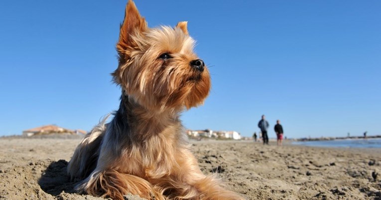 Splitski veterinar savjetuje kako zaštititi pse od vrućine: Pripazite na ove stvari