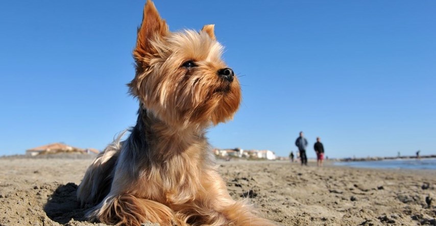 Splitski veterinar savjetuje kako zaštititi pse od vrućine: Pripazite na ove stvari