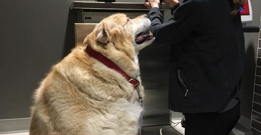 Vlasnik htio uspavati psa jer je imao 80 kilograma, postao mu prevelika briga
