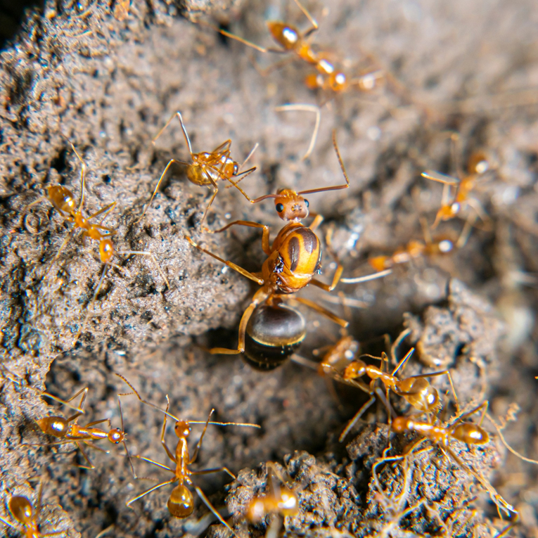 Znanstvenici otkrili: Parazitska kraljica tjera mrave-radnike da ubiju vlastitu majku