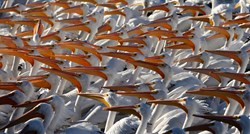 Mauritanija zatvorila nacionalni park, pelikani zaraženi ptičjom gripom