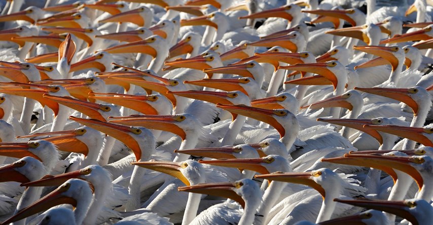 Mauritanija zatvorila nacionalni park, pelikani zaraženi ptičjom gripom
