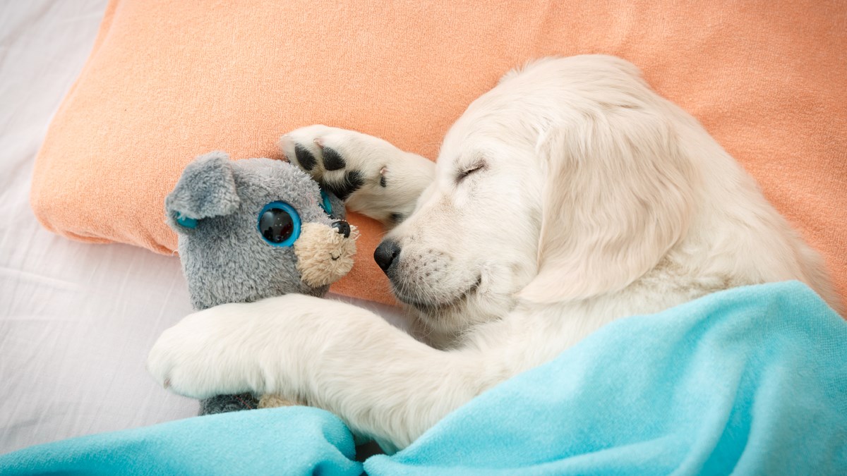 Saznajte o čemu sanjaju psi