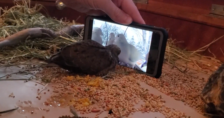 Golubica uči kako jesti tako što gleda YouTube tutorial, video je hit