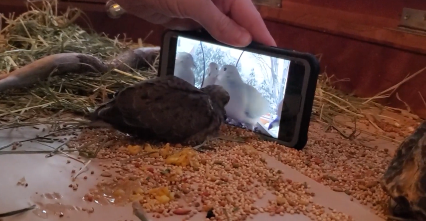 Golubica uči kako jesti tako što gleda YouTube tutorial, video je hit