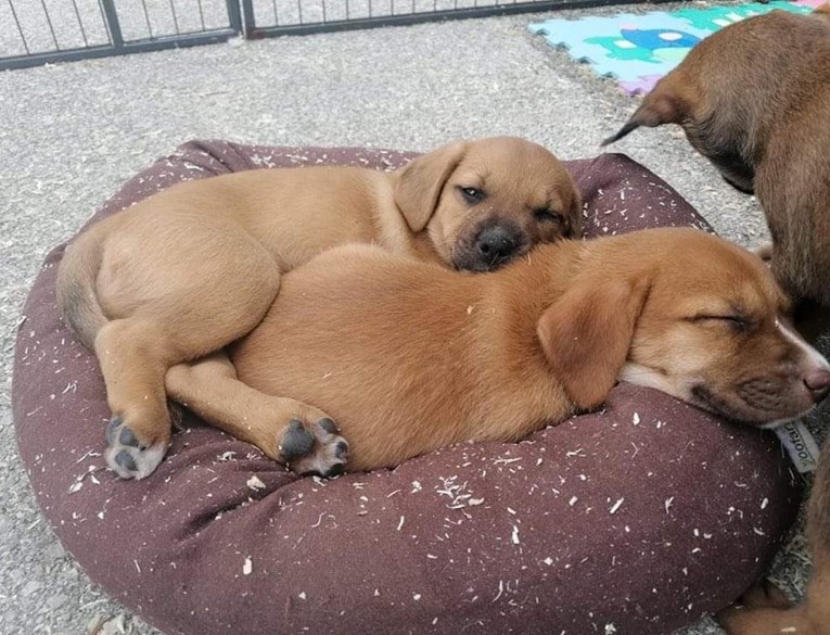 "Treba im ljubav i puno mekanih površina za spavanje": Ovi preslatki štenci traže dom