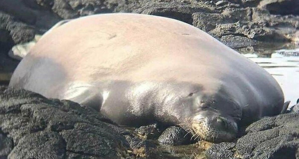 Ljudi podijelili fotke ogromnih životinja, neke bi vas stvarno mogle iznenaditi