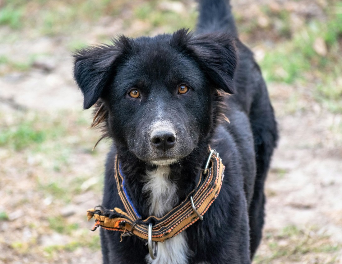 Što napraviti ako pas pojede nešto s ulice?