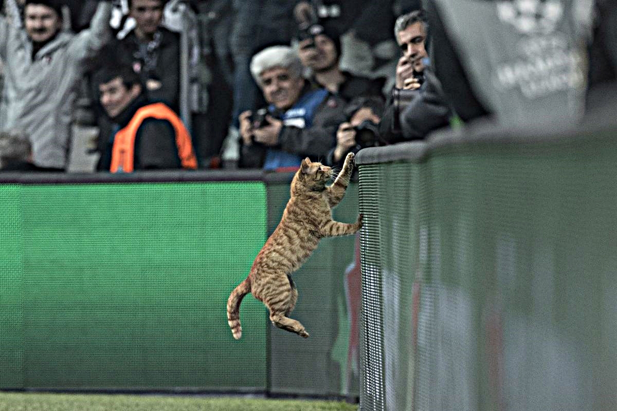 UEFA kaznila Bešiktaš zbog mačke
