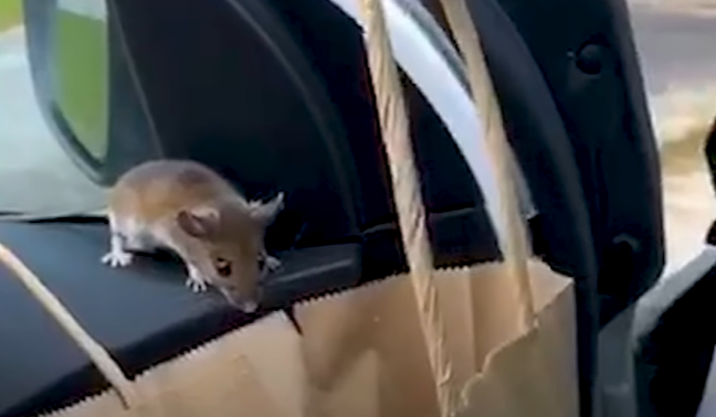Pronašao je miša u autu i prestravio se, pogledajte kako ga se riješio