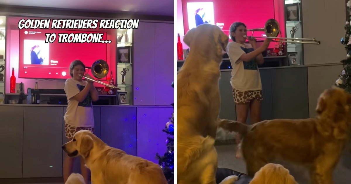 Zlatni retriveri nasmijali internet reakcijom na trombon