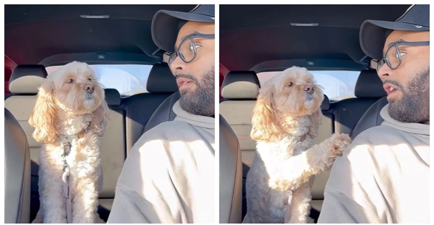 Vlasnik je upitao psa zna li što je ljubav, pogledajte njegovu reakciju