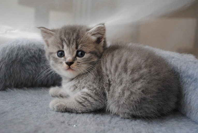 Sedam znakova da je vaša mačka usamljena, prema veterinarki