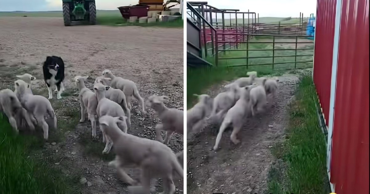 Plan im je trajao tri sekunde: Pogledajte kako ih je pas zaustavio bez riječi