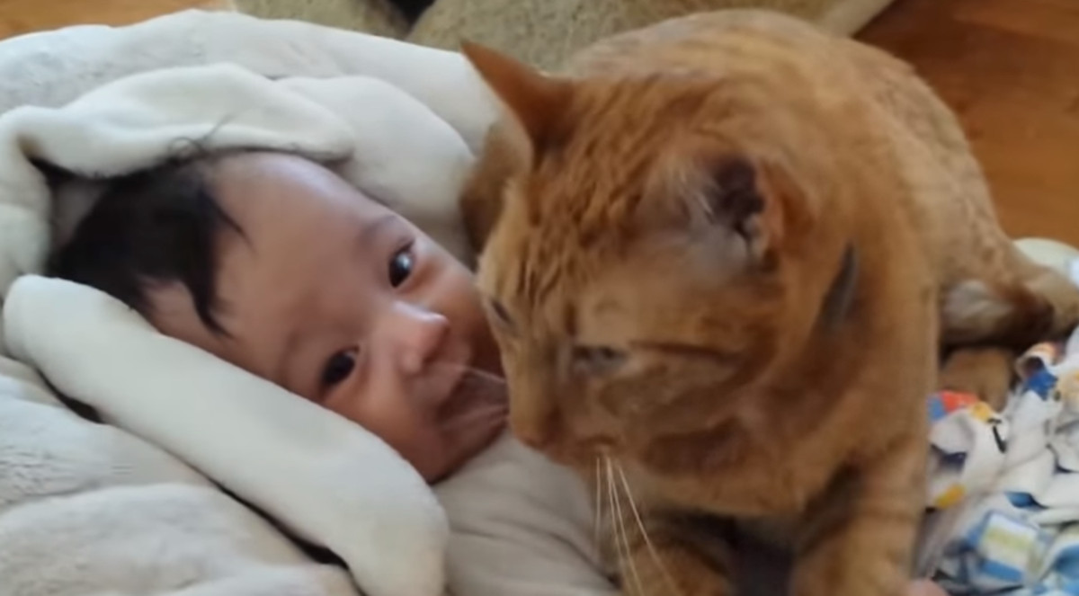 VIDEO Mace zaštitnice paze na svoje malene vlasnike