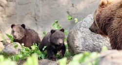 U Nacionalnom parku Paklenica nađeni mrtvi medvjedići, slučaj istražuje policija