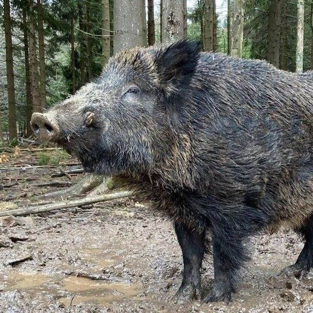 Divlja svinja Putin glasanjem dobila novo ime, ovaj put je apolitično