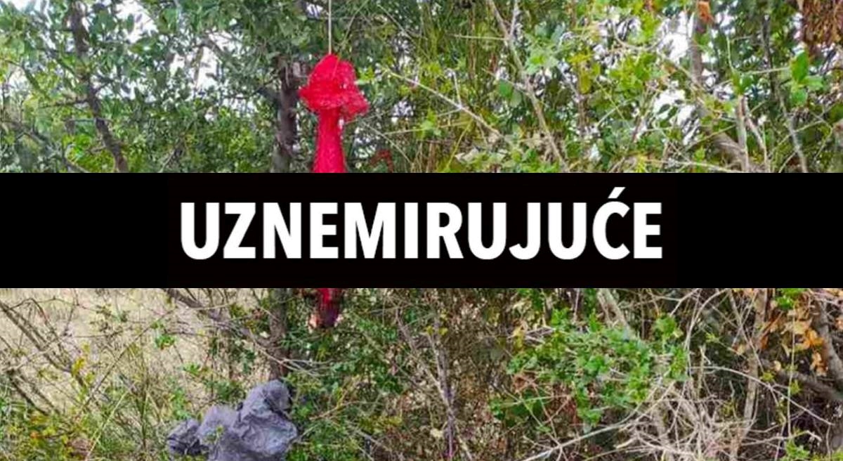UZNEMIRUJUĆE Netko kod Pule mjesecima ubija ovce i vješa im organe po stablima