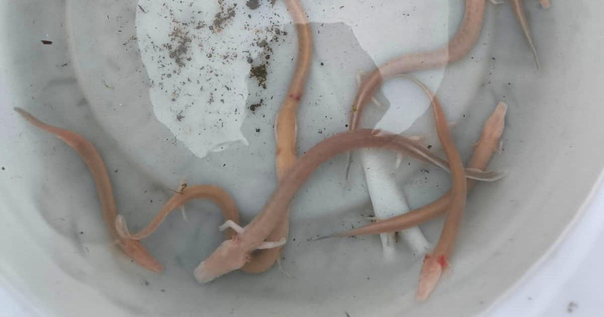 VIDEO Poplave u Dalmaciji izbacile čovječje ribice na površinu. Dio ih je spašen