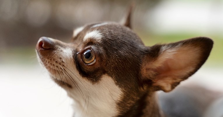 Pas s invaliditetom uspio otkriti da nešto nije u redu i spasio život vlasniku