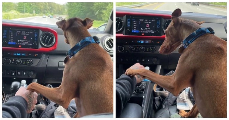 9 milijuna pregleda: Pas traži da mu vlasnik drži šapu dok se voze u autu